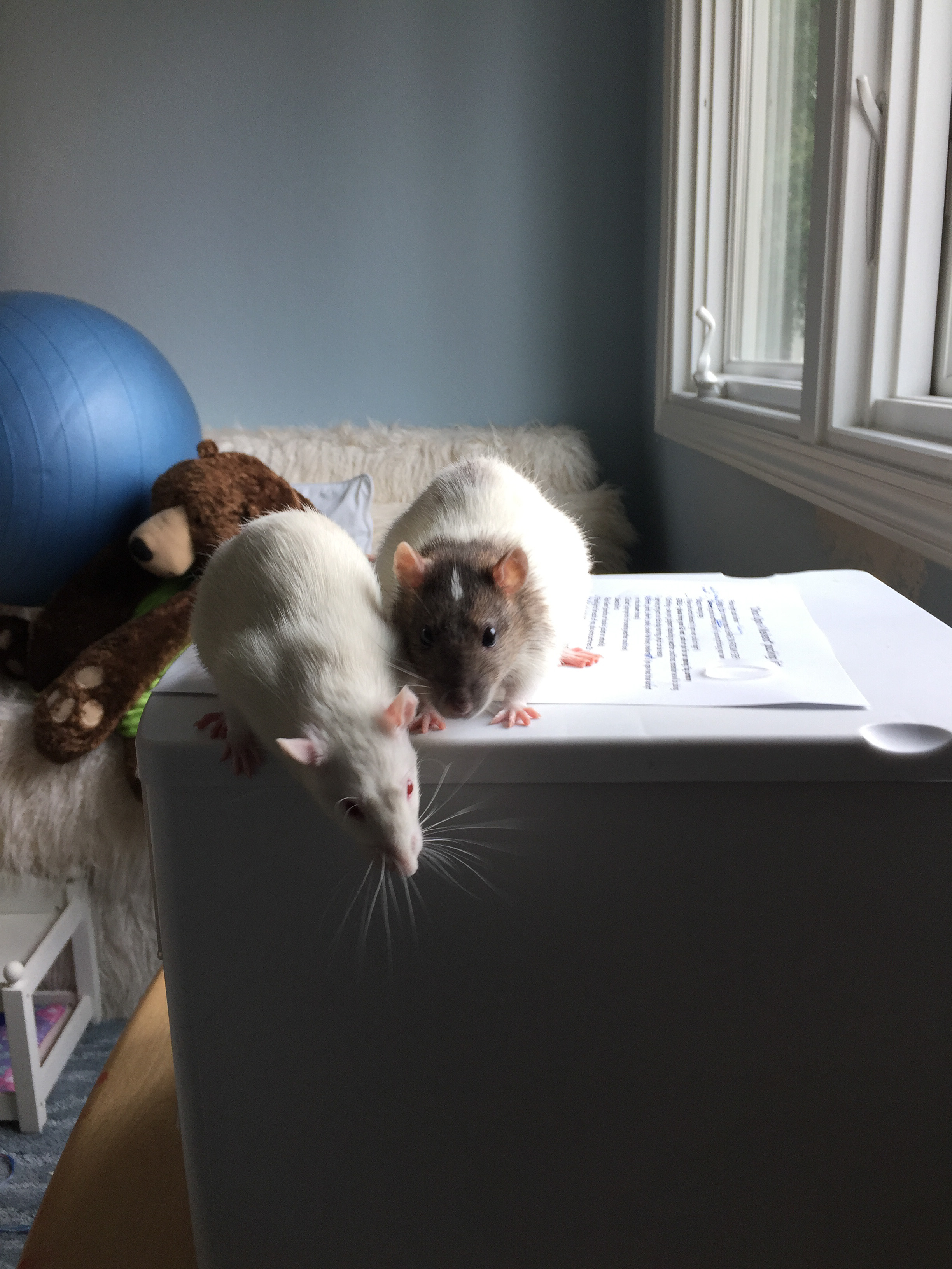 iPhone 6 Plus back camera 4.15mm f/2.2 1/120 sec at f / 2.2 ISO 32