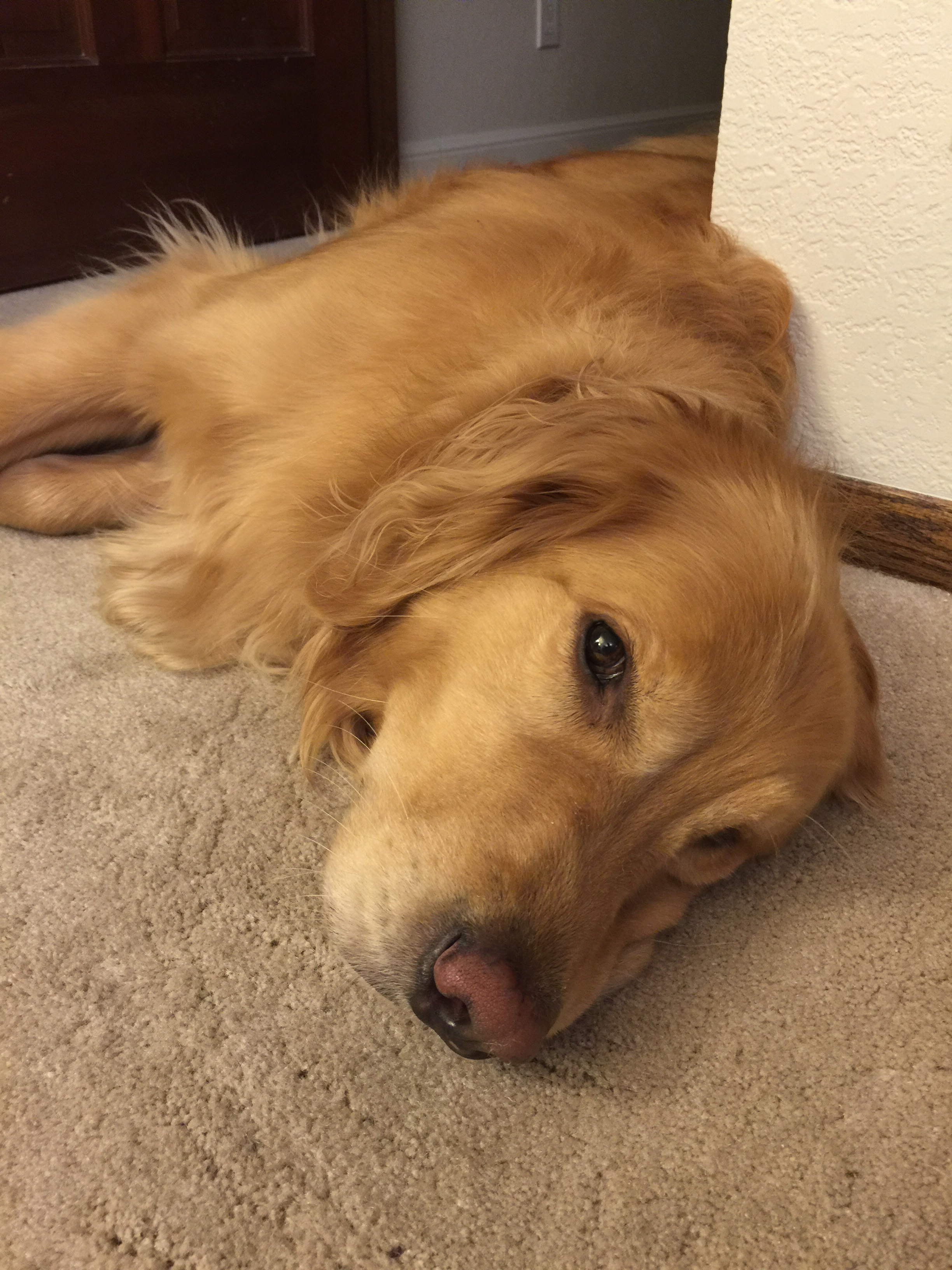 Apple iPhone 6 Plus iPhone 6 Plus back camera 4.15mm f/2.2 1/4 sec at f / 2.2 ISO 64