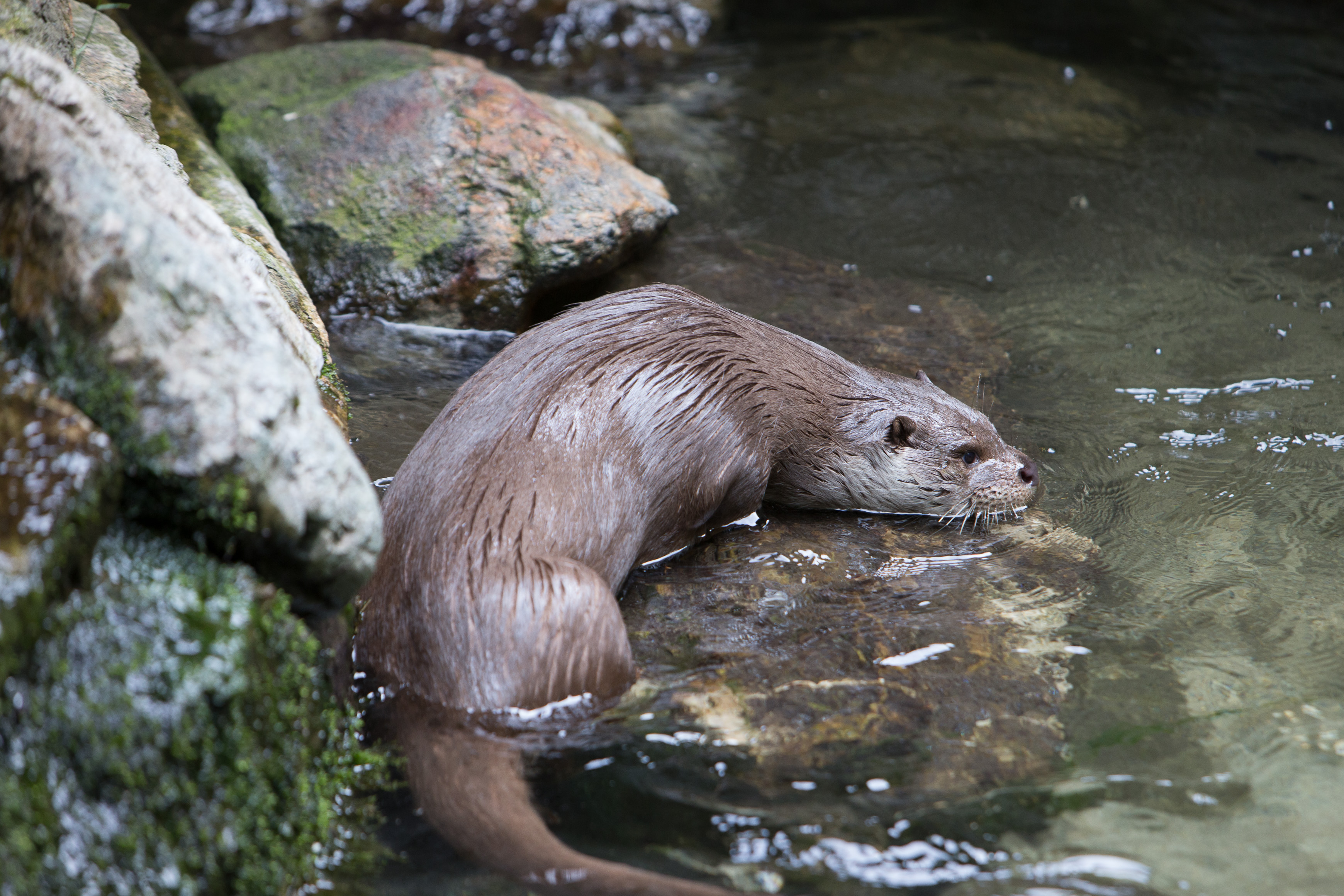 Canon Canon EOS-1D X EF70-200mm f/2.8L IS USM 200 mm 1/320 sec at f / 4.0 ISO 800