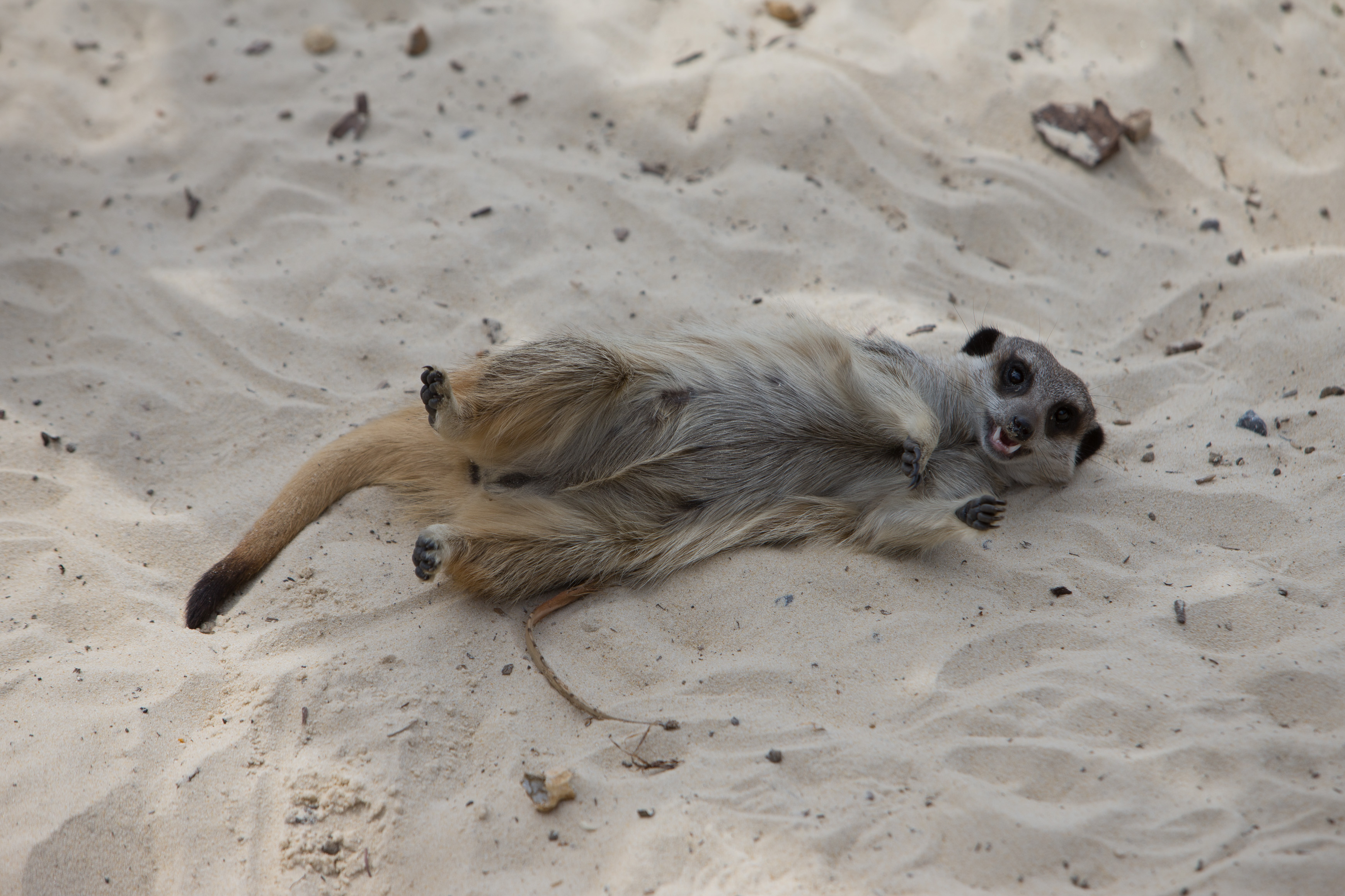 Canon Canon EOS-1D X EF70-200mm f/2.8L IS USM 200 mm 1/640 sec at f / 5.0 ISO 100