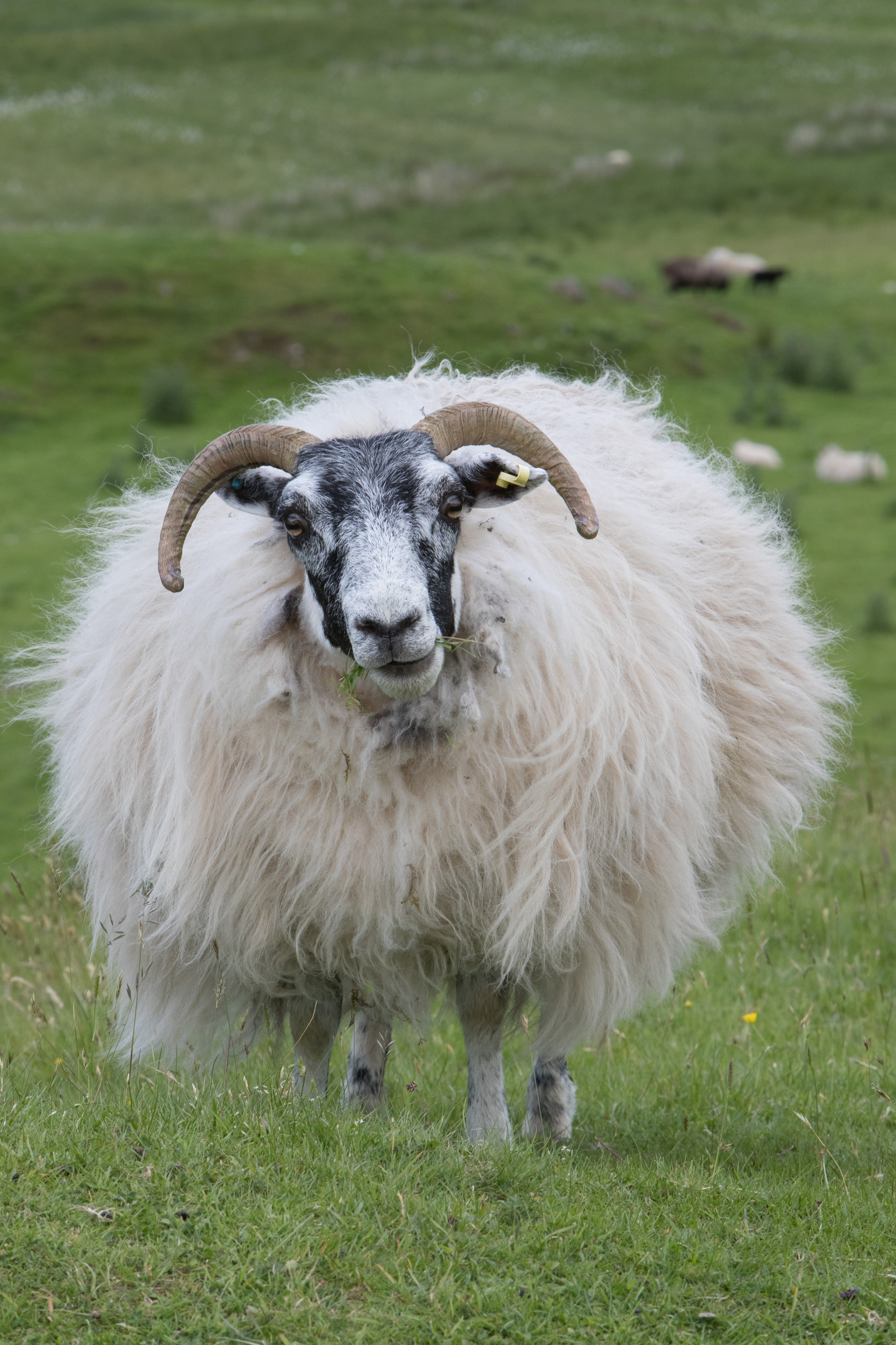 Canon Canon EOS-1D X Mark II EF70-200mm f/2.8L IS USM 200 mm 1/200 sec at f / 18 ISO 1250