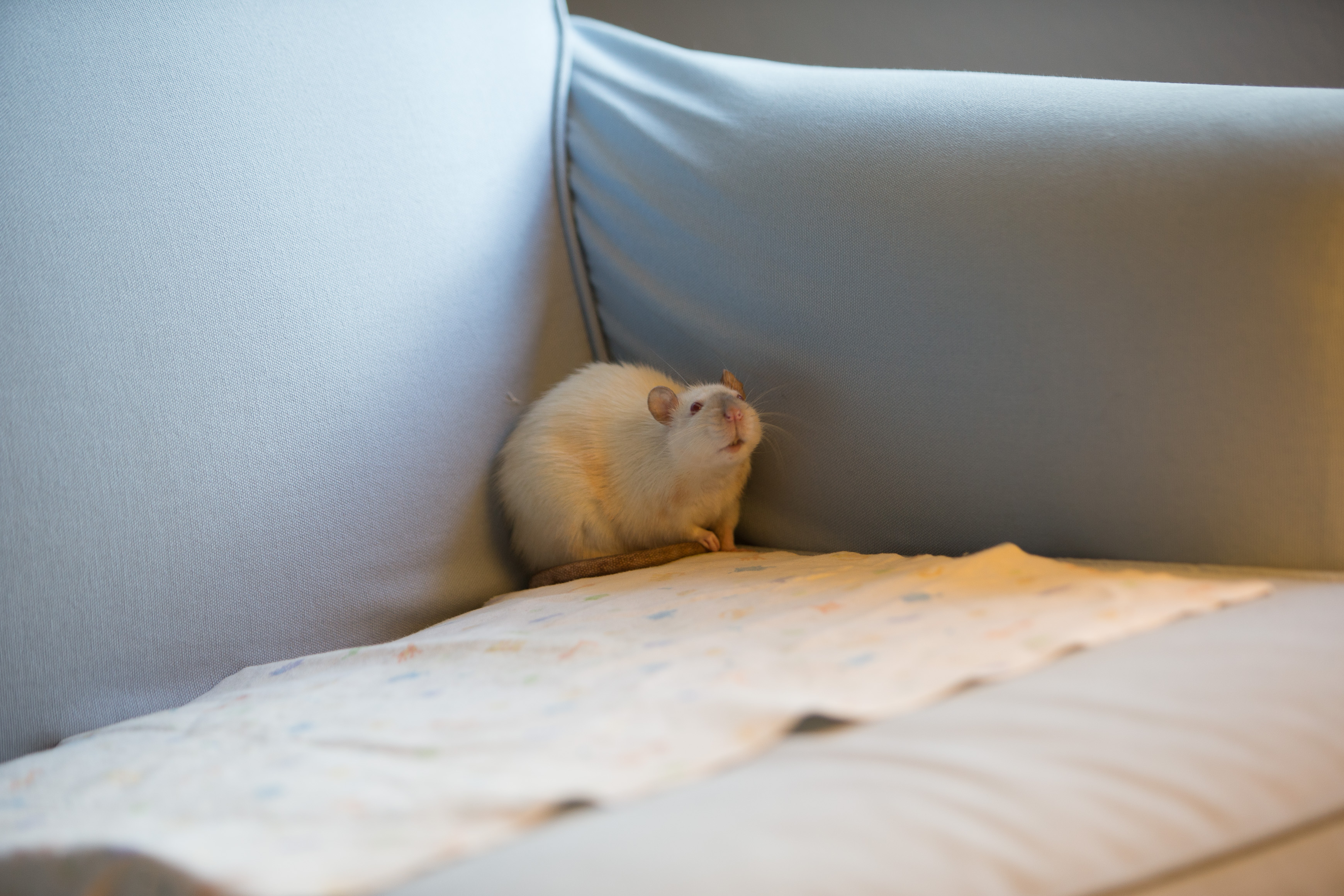 Canon Canon EOS-1D X EF70-200mm f/2.8L IS USM 120 mm 1/100 sec at f / 2.8 ISO 640