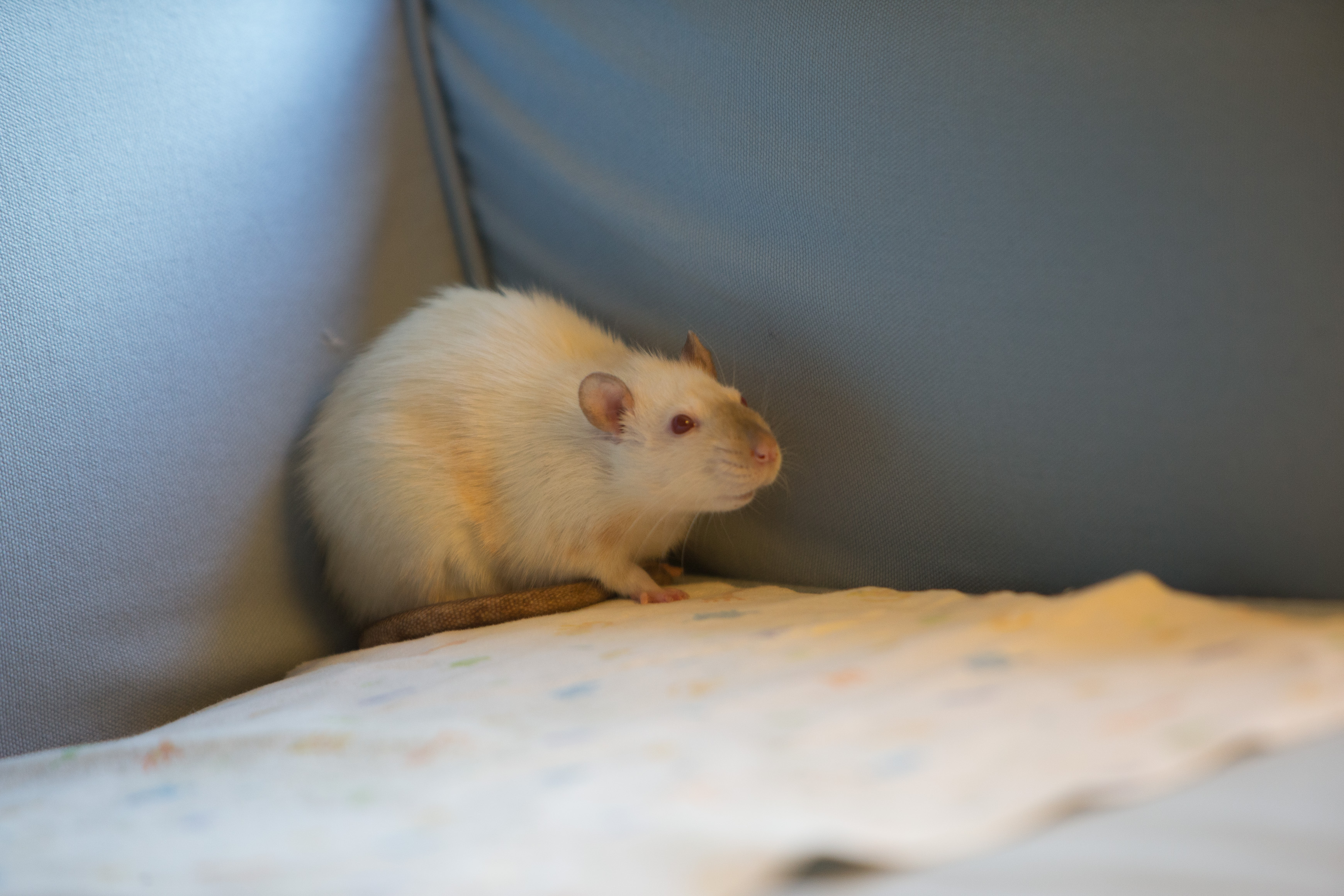 Canon Canon EOS-1D X EF70-200mm f/2.8L IS USM 200 mm 1/160 sec at f / 2.8 ISO 1250