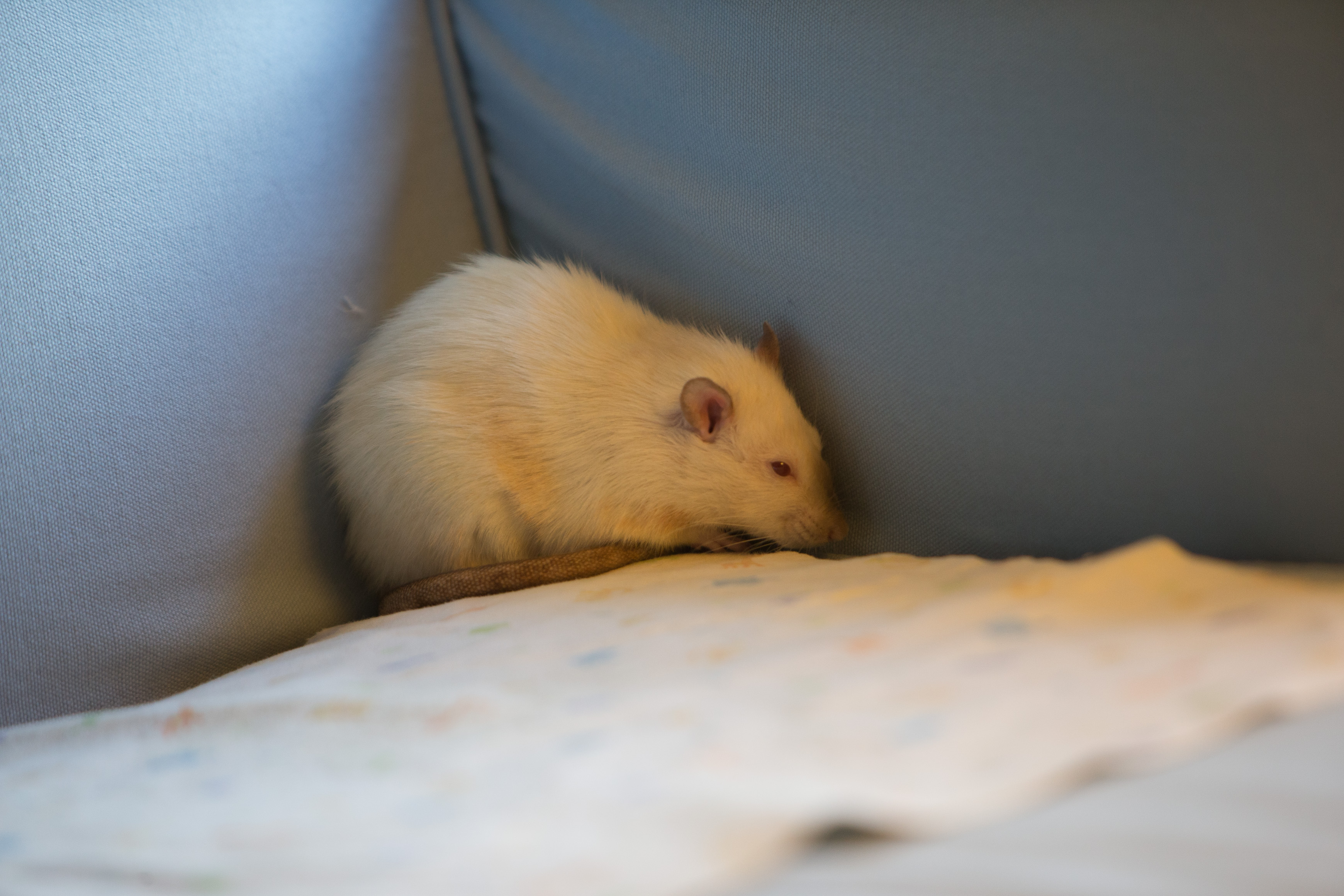 Canon Canon EOS-1D X EF70-200mm f/2.8L IS USM 200 mm 1/200 sec at f / 2.8 ISO 1250