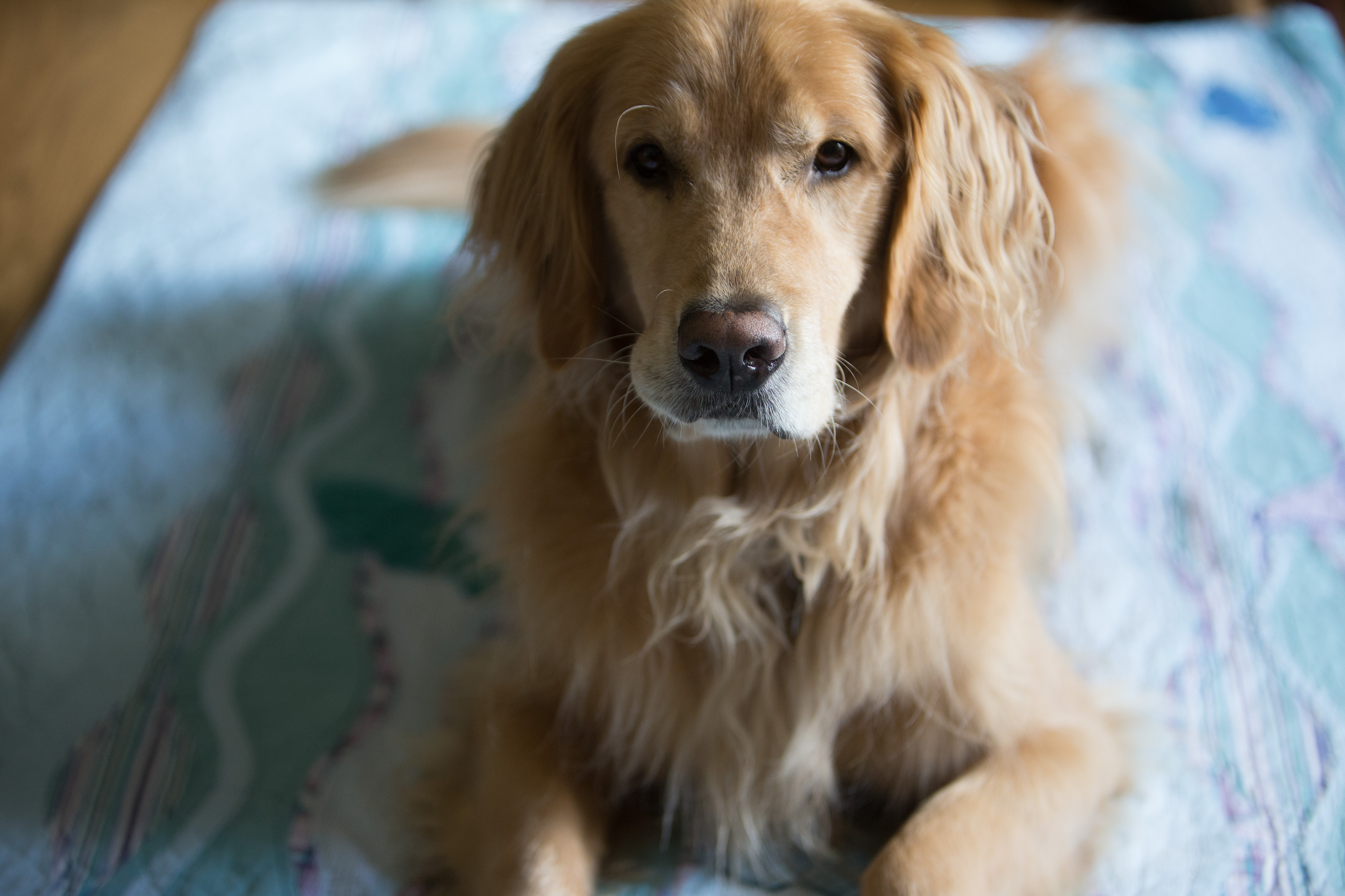 Canon Canon EOS-1D X EF70-200mm f/2.8L IS USM 70 mm 1/80 sec at f / 2.8 ISO 1250