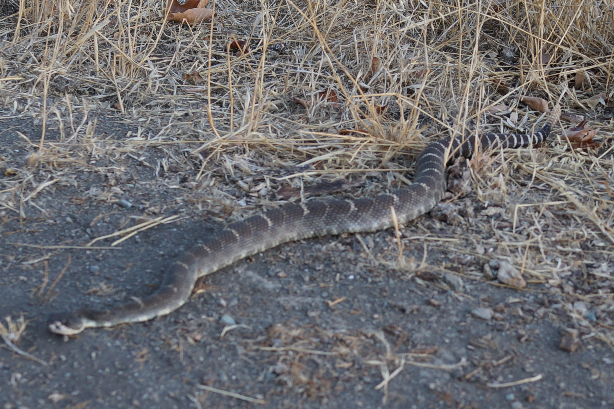 SONY DSC-RX1 35.0 mm f/2.0 35 mm 1/80 sec at f / 4.0 ISO 200