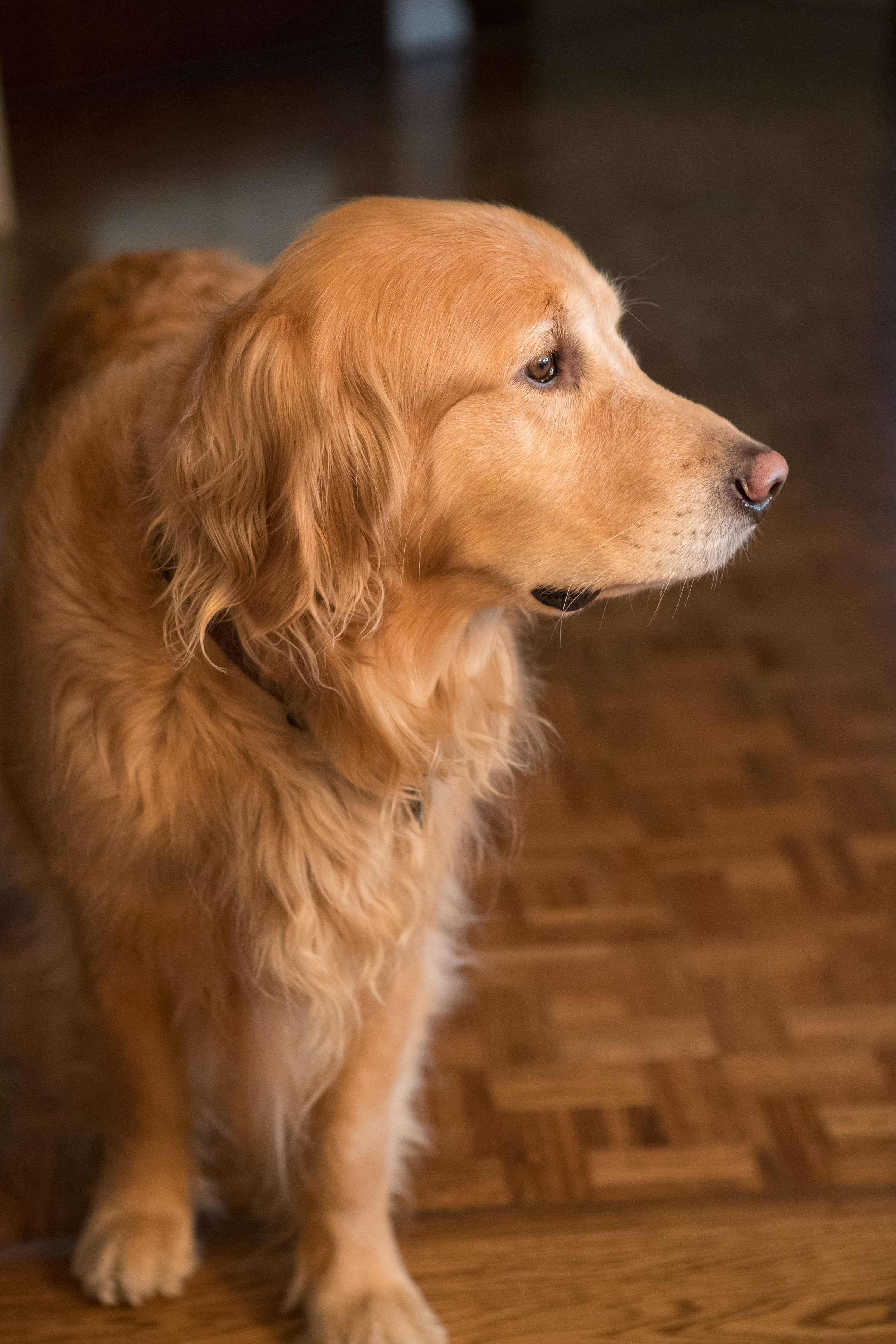 Canon Canon EOS-1D X Mark II EF24-70mm f/2.8L USM 70 mm 1/125 sec at f / 3.5 ISO 4000