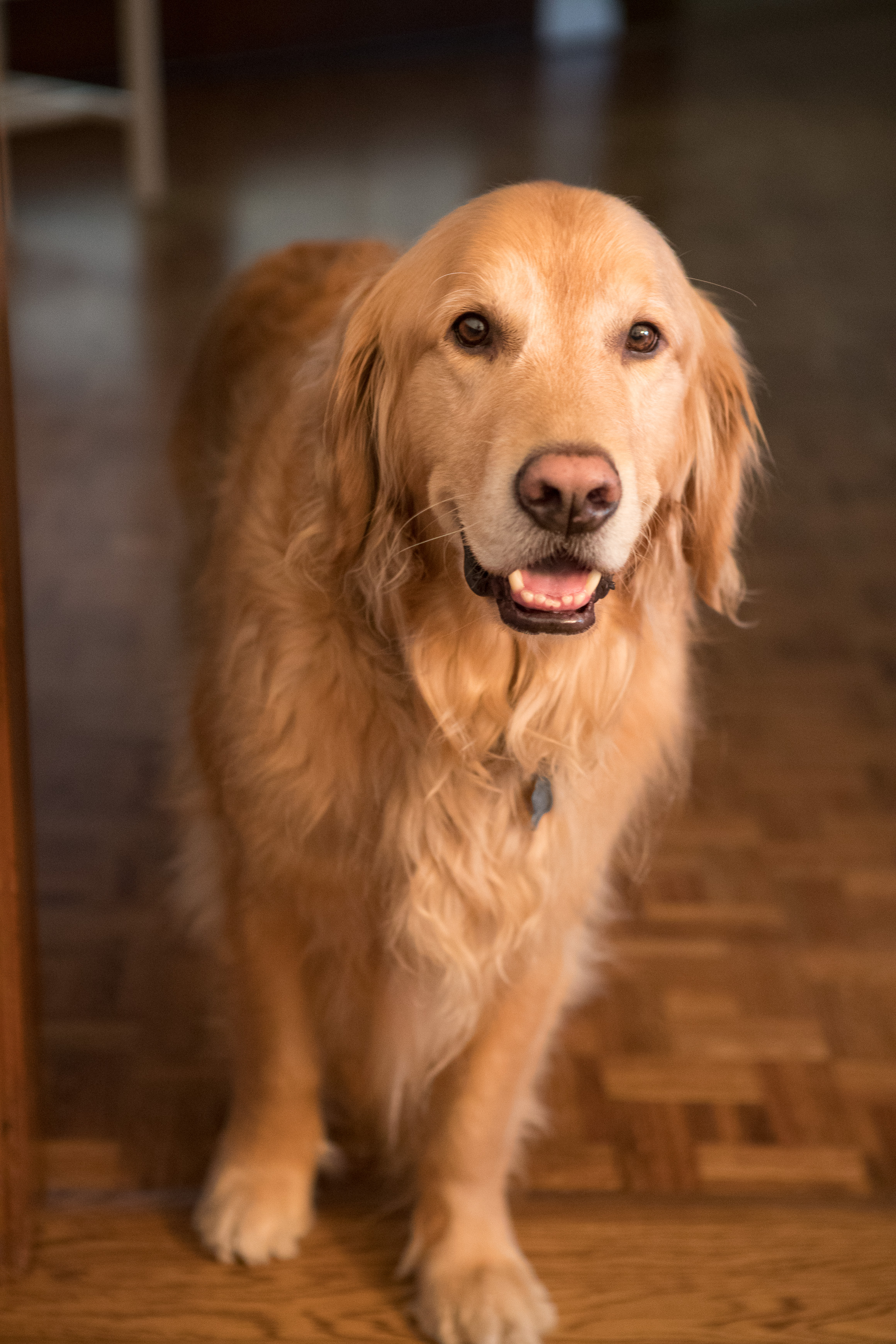 Canon Canon EOS-1D X Mark II EF24-70mm f/2.8L USM 70 mm 1/100 sec at f / 3.5 ISO 4000