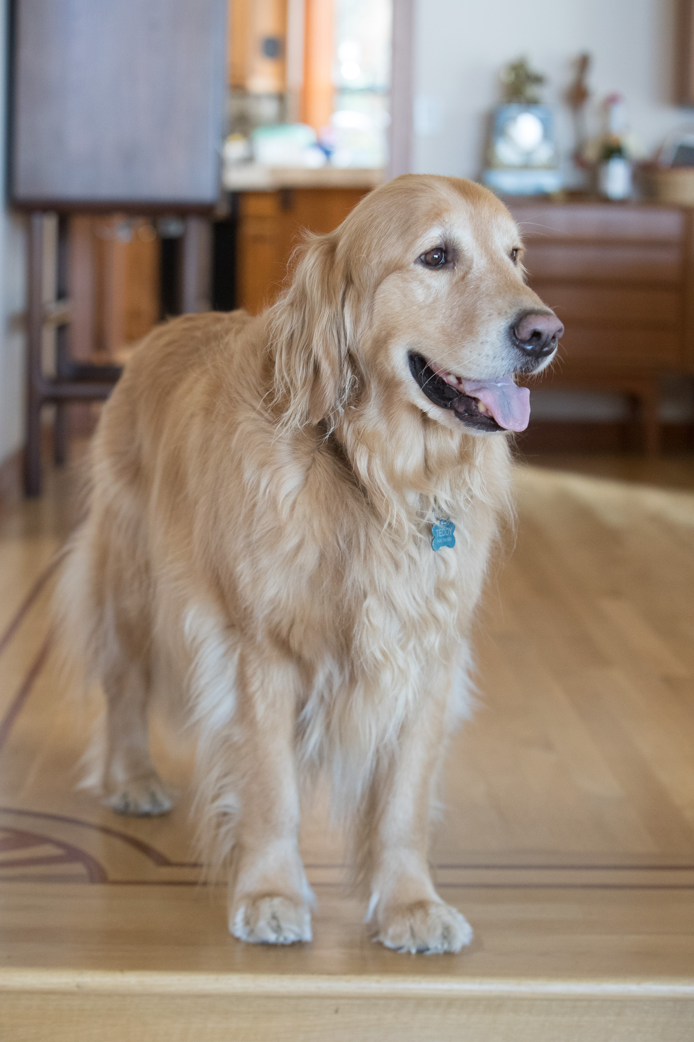 Canon Canon EOS-1D X Mark II EF70-200mm f/2.8L IS USM 78 mm 1/200 sec at f / 4.5 ISO 4000